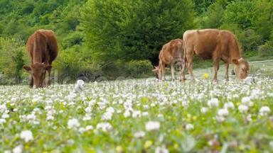家养牲畜。 奶<strong>牛</strong>在草地上放牧。 <strong>一群牛</strong>用三叶草在绿色的田野上放牧。